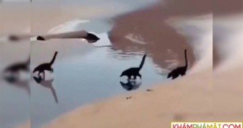Sự thật đằng sau clip đàn khủng long chạy trên bãi biển gây sốt mạng xã hội