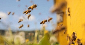Nên làm gì khi bị ong tấn công?