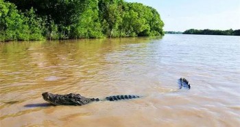 "Hòn đảo cá sấu" Ramee - Nơi thách thức những kẻ gan dạ nhất thế giới