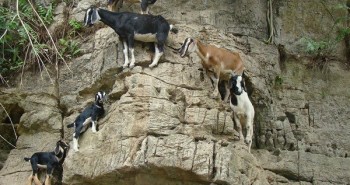 Tại sao loài dê có thể đứng trên vách đá dựng đứng mà không bị ngã?