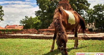 Virus lạ khiến ngựa chết hàng loạt ở Thái Lan gây lo ngại đại dịch mới