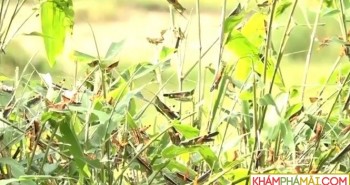 Bão "châu chấu" tàn phá cây trồng tại huyện vùng cao Thanh Hóa
