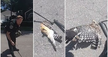 Đụng độ rắn racer, chim cắt bị siết cổ giữa đường