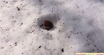 Loài dơi duy nhất ngủ đông dưới tuyết