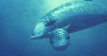 Những động vật lặn sâu nhất thế giới