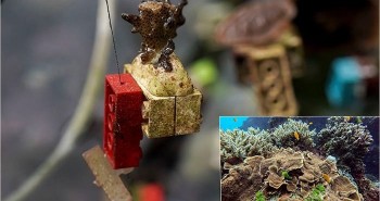 Các nhà khoa học Singapore dùng Lego để phục hồi rạn san hô
