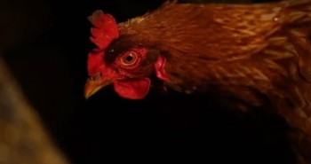 Tại sao loài gà lại nhìn kém trong bóng tối?