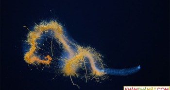 Phát hiện "quái vật spaghetti bay" và nhiều loài lạ lùng dưới biển sâu