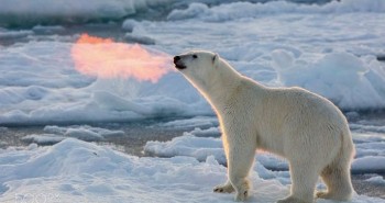 Sự thật đằng sau bức ảnh gấu Bắc Cực thở ra lửa khiến nhiều người xôn xao