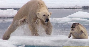 Cách săn mồi đơn độc của gấu Bắc Cực