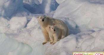 Biến đổi khí hậu buộc gấu Bắc Cực chuyển sang ăn trứng