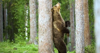 Vì sao gấu cọ lưng vào cây?
