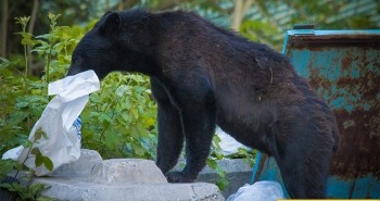 Gấu đen đột kích tổ đại bàng trong căn cứ quân sự