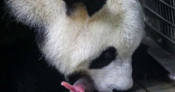 Gấu trúc sinh đôi "cực kỳ hiếm gặp" tại vườn thú Bỉ