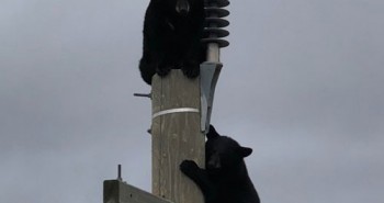 Cặp gấu đen ngủ quên trên cột điện cao 14 mét