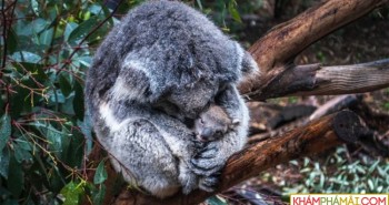 Khoa học tuyên bố gấu koala chính thức "tuyệt chủng về chức năng" nhưng điều đó có ý nghĩa gì?