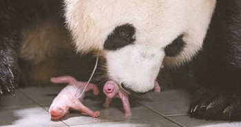 Cặp gấu trúc song sinh đầu tiên được sinh ra ở Hàn Quốc