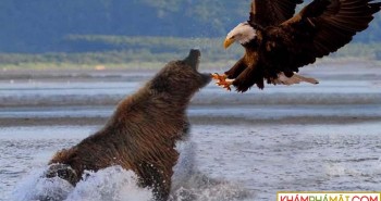 Mải mê săn mồi, gấu xám Bắc Mỹ bất ngờ bị đại bàng đầu trắng phục kích