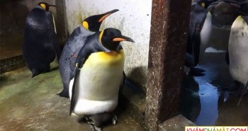 Cặp cánh cụt đồng tính âm mưu "bắt cóc" cánh cụt con về nuôi