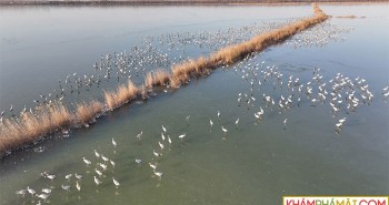 Phát hiện chim quý hiếm tại khu bảo tồn ở miền Bắc Trung Quốc