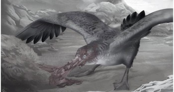 Phát hiện hải âu quái vật sát thủ như thằn lằn bay và có thể tái sinh