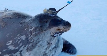Đàn hải cẩu giúp các nhà khoa học thu thập dữ liệu