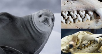 Choáng váng với hàm răng kỳ dị của loài hải cẩu ăn cua