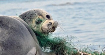 Phát hiện xác 700 con hải cẩu quý hiếm bên bờ biển Nga