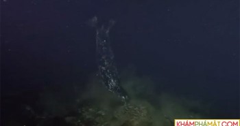 Hải cẩu tấn công, xé đứt tay bạch tuộc Thái Bình Dương khổng lồ
