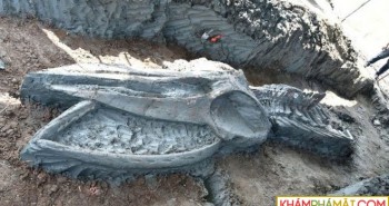 Bộ hài cốt cá voi cổ đại quý hiếm được phát hiện tại Thái Lan