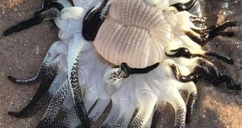 Quái vật kỳ dị thân nhiều xúc tu ngoe nguẩy xuất hiện tại bờ biển Úc