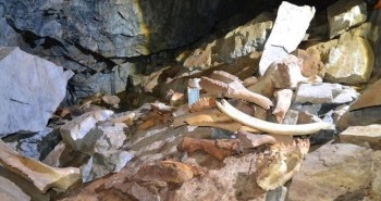 Phát hiện hang động chứa đầy xương voi ma mút, tê giác và gấu