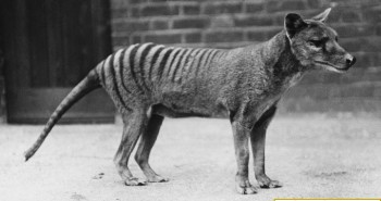 Rộ tin hổ Tasmania tuyệt chủng 80 năm trước xuất hiện ở Australia