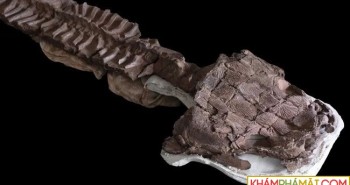 Tìm thấy sát thủ đầm lầy 280 triệu năm tuổi với cái đầu kì quái