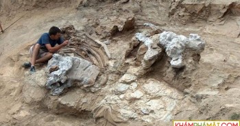 Phát hiện hóa thạch sinh vật lạ to bằng sân bóng rổ