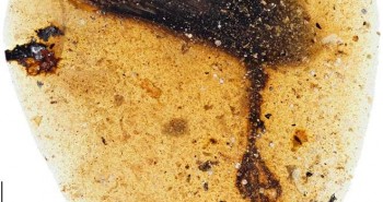 Phát hiện hóa thạch chân chim kỳ lạ 99 triệu năm trong cục hổ phách