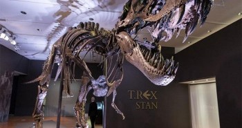 Sắp đấu giá hóa thạch T-Rex hoàn chỉnh nhất thế giới