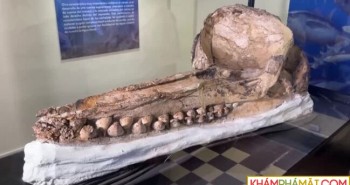 Hộp sọ cá nhà táng thời tiền sử được khai quật ở sa mạc Ocucaje, Peru