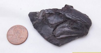 Phát hiện bộ não cổ xưa nhất trong hóa thạch 319 triệu năm