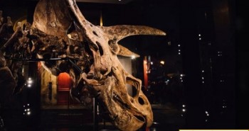 Hóa thạch khủng long bị đồng loại đâm thủng sọ