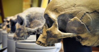 Nghiên cứu gây sốc cho thấy: 3.000 năm trước, não loài người bị thu nhỏ lại