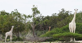 Phát hiện hươu cao cổ lông trắng quý hiếm ở Kenya