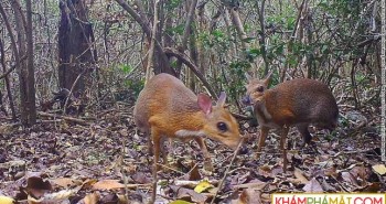 Loài vật nửa hươu nửa chuột lần đầu tái xuất sau 30 năm tại Việt Nam