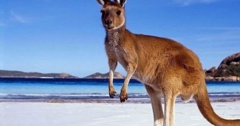 Giai thoại về nguồn gốc cái tên “kangaroo” của loài chuột túi
