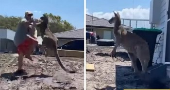 Kangaroo mò vào nhà tấn công gia chủ