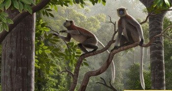 Tìm thấy hóa thạch khỉ lâu đời nhất bên ngoài châu Phi
