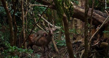 Nhiếp ảnh gia bắt được khoảnh khắc khỉ cưỡi hươu đi dạo