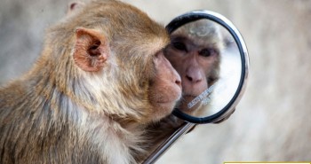 Những động vật nào có thể nhận ra mình trong gương?