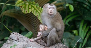 Khám phá loài khỉ có đuôi như lợn, vô cùng quý hiếm ở Việt Nam