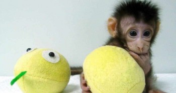 Trung Quốc nhân bản thành công khỉ, tiến gần tới nhân bản người